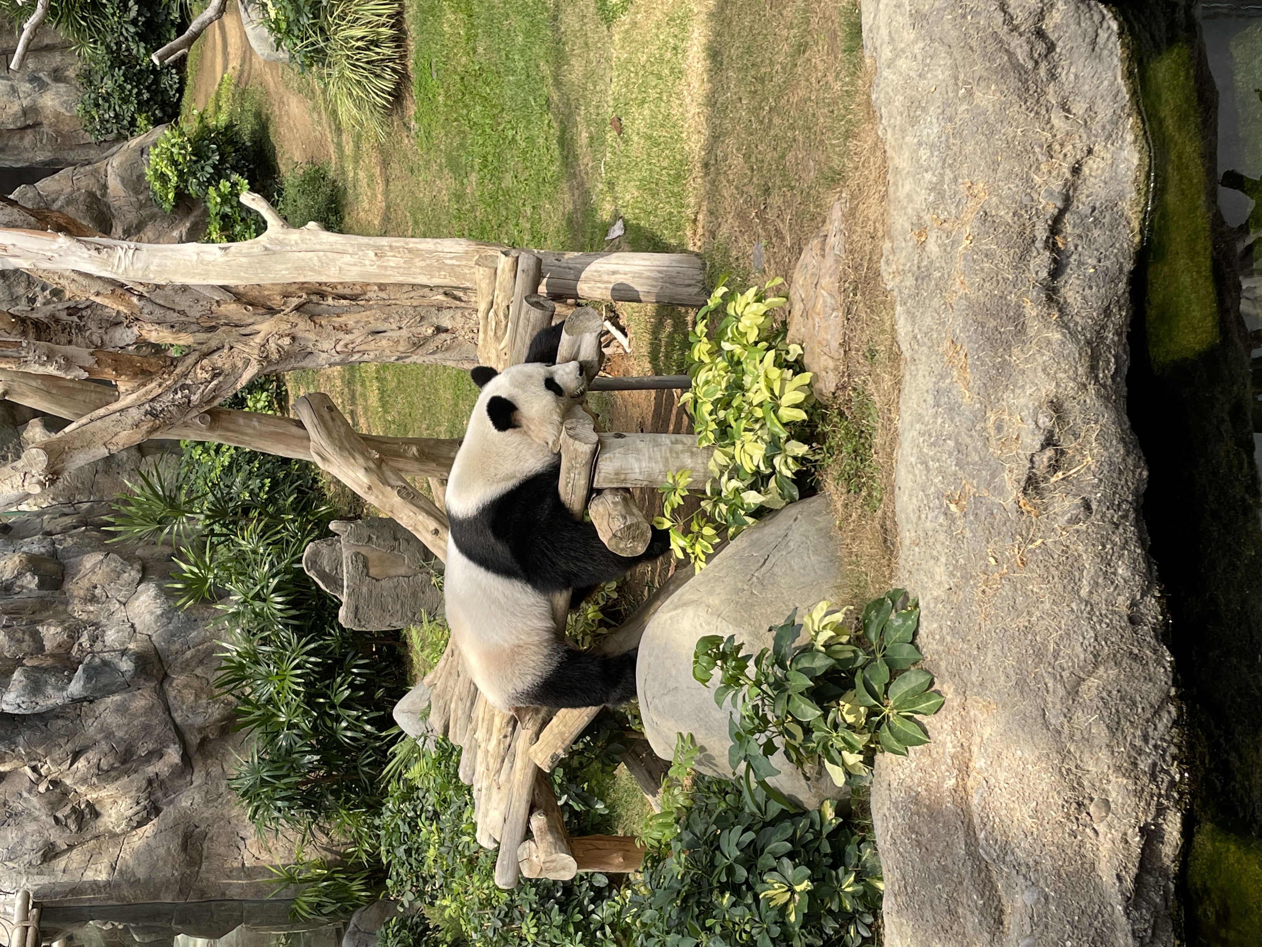 Ocean Park Hong Kong Panda